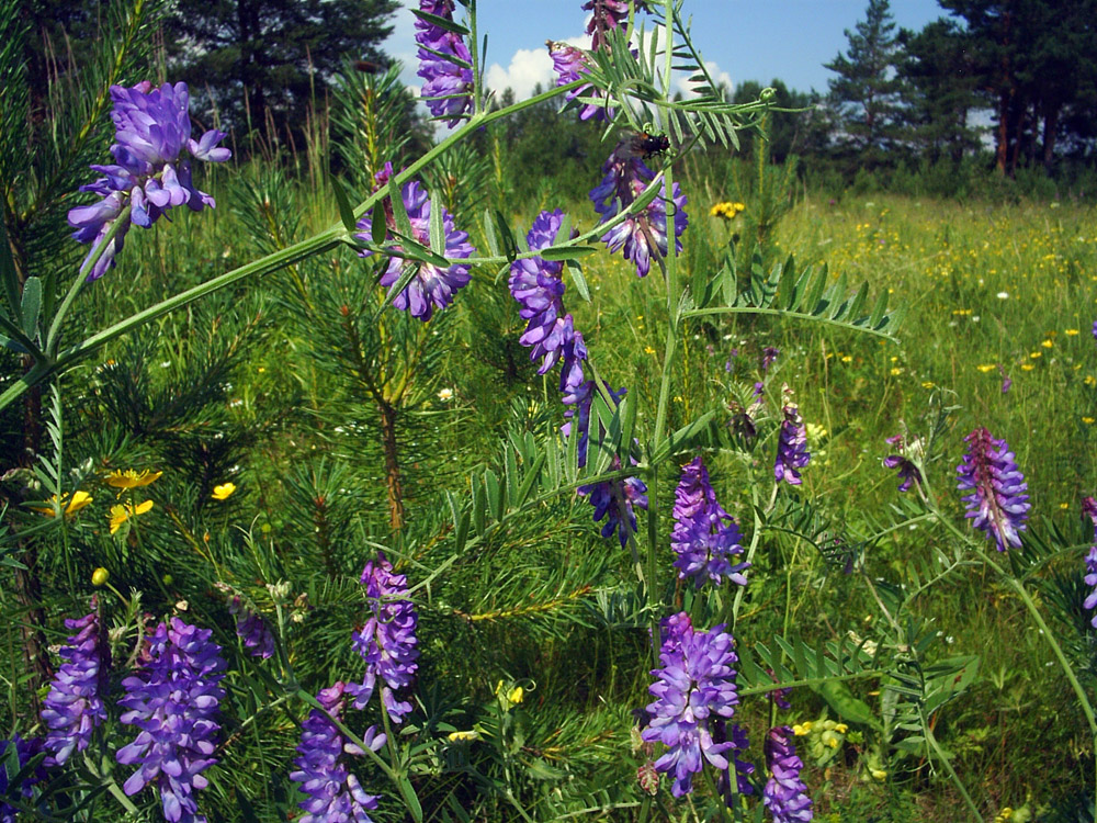 Image of Vicia cracca specimen.