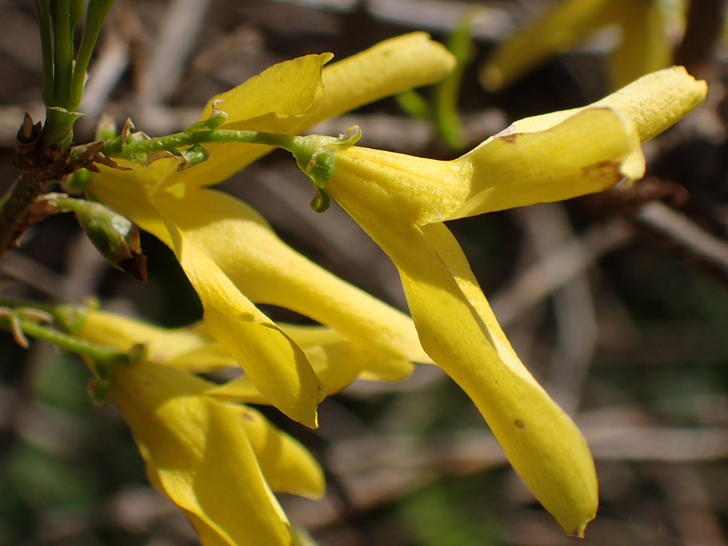 Изображение особи род Forsythia.