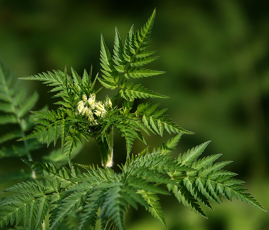 Изображение особи Anthriscus sylvestris.