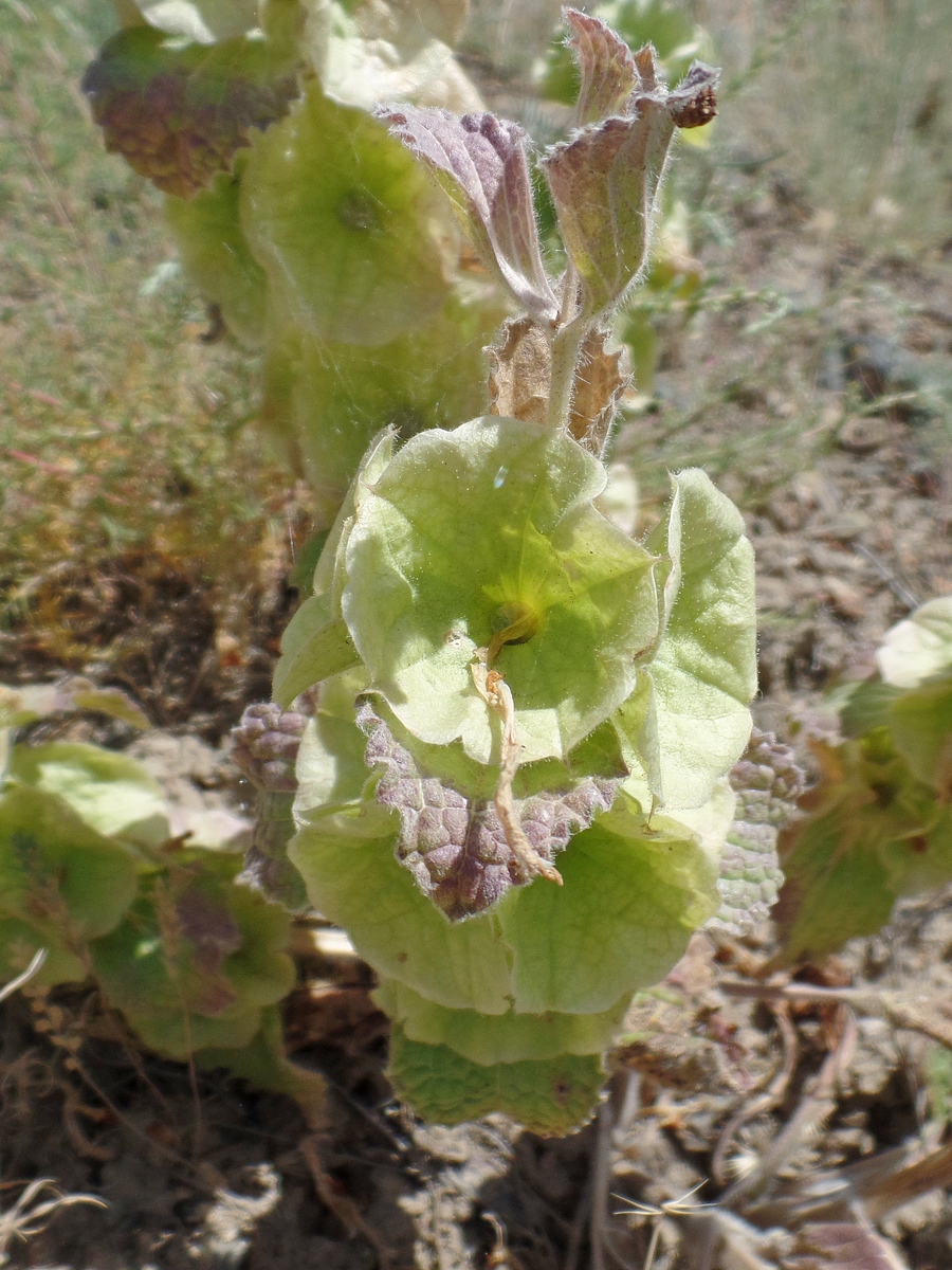 Image of Eremostachys molucelloides specimen.