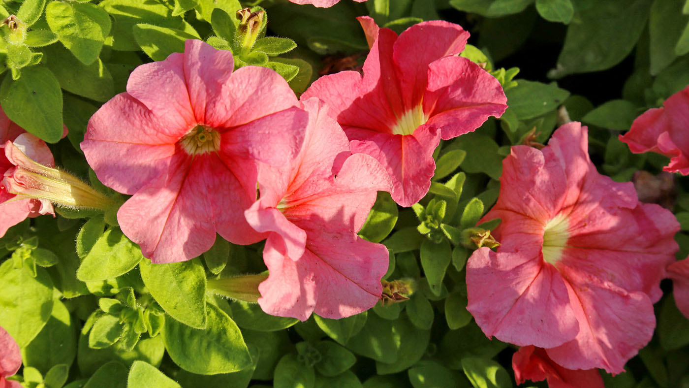 Изображение особи Petunia &times; hybrida.