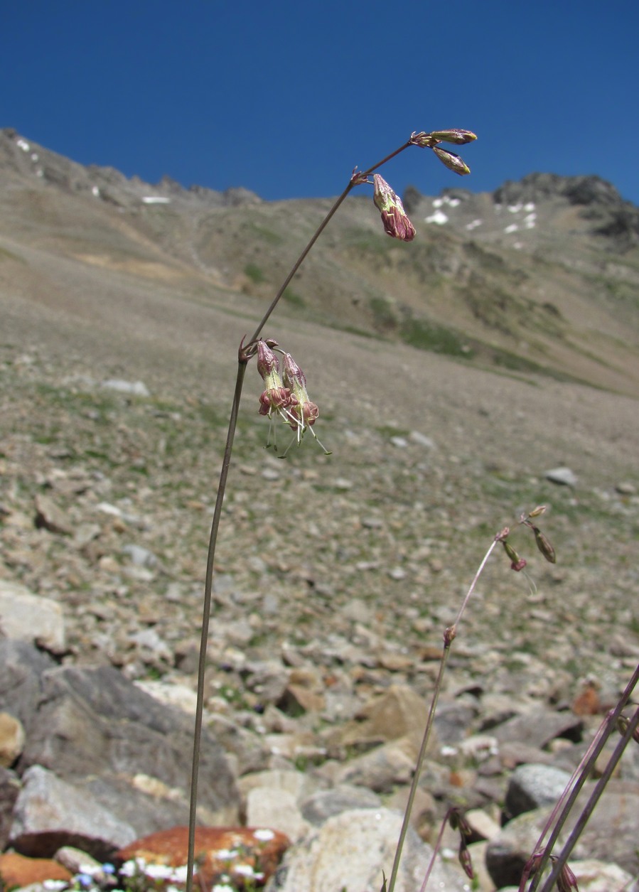 Image of Silene saxatilis specimen.