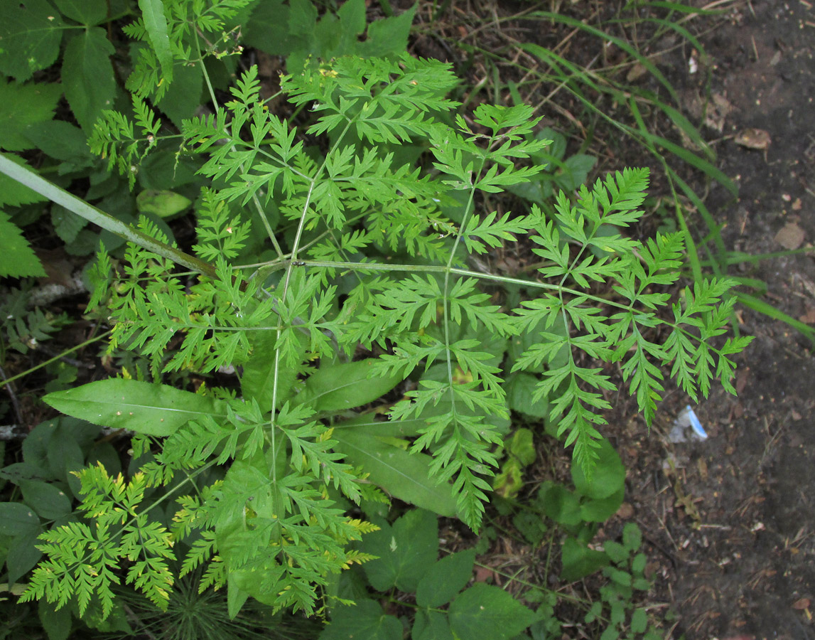 Image of Conioselinum tataricum specimen.