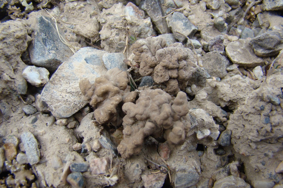 Image of Circinaria cerebroides specimen.