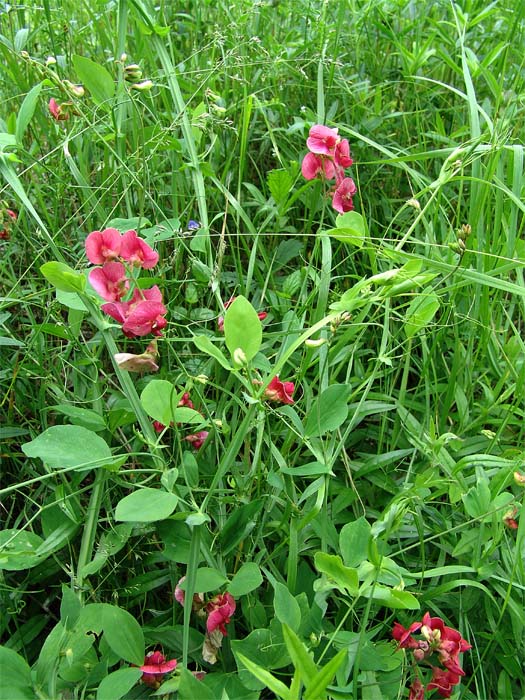 Image of Lathyrus miniatus specimen.