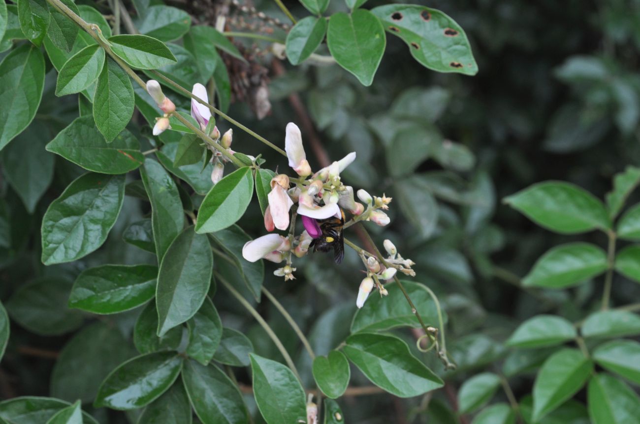 Изображение особи семейство Fabaceae.