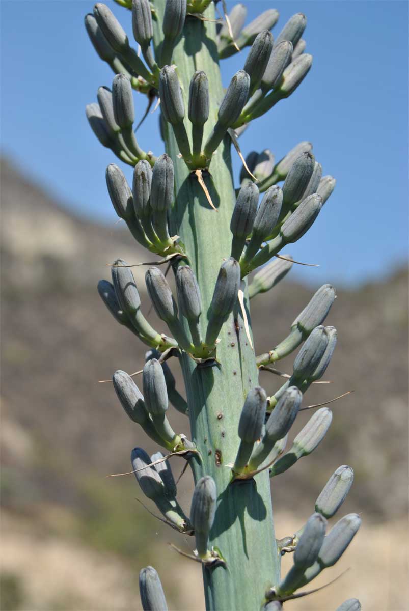 Изображение особи Agave xylonacantha.