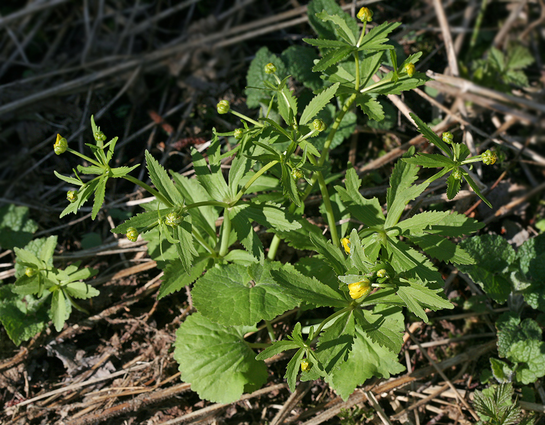 Изображение особи Ranunculus cassubicus.