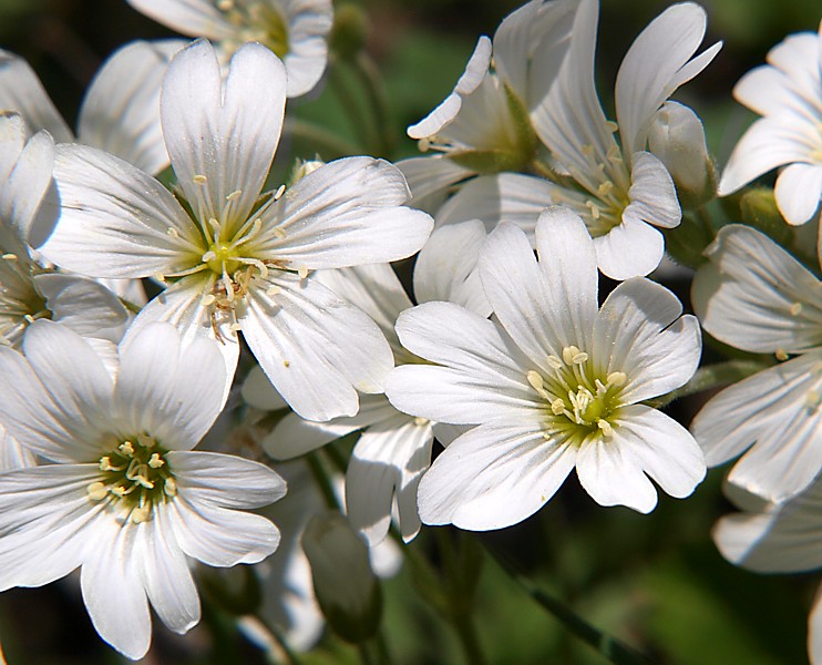 Image of Cerastium arvense specimen.