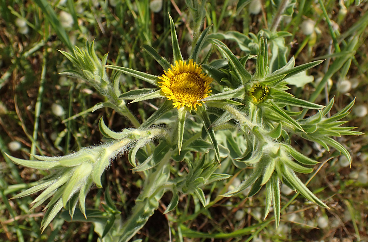 Image of Pallenis spinosa specimen.