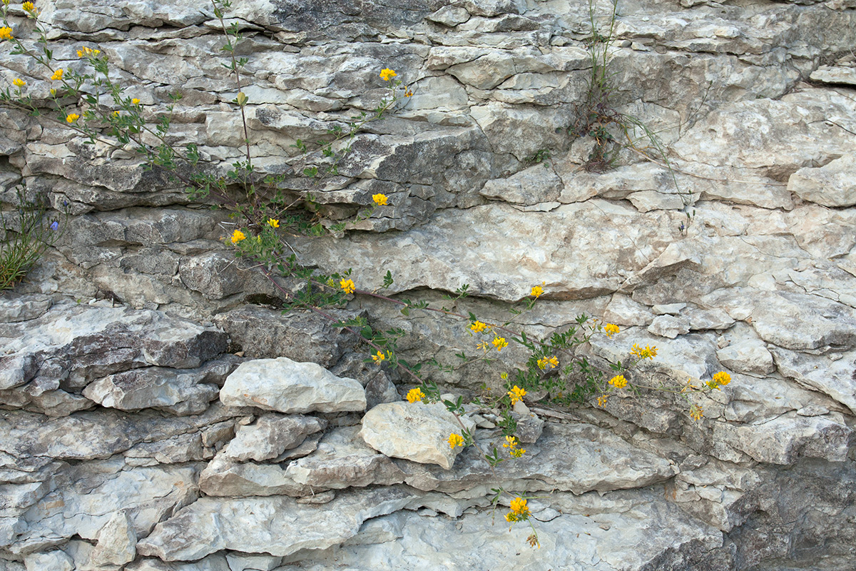 Image of Medicago falcata specimen.