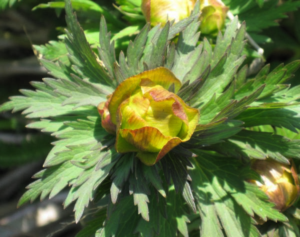 Изображение особи Trollius riederianus.