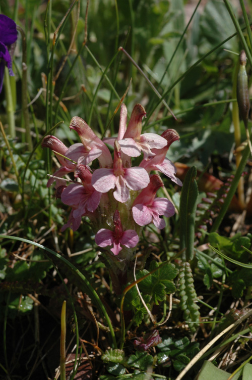 Изображение особи Pedicularis oederi f. rubra.