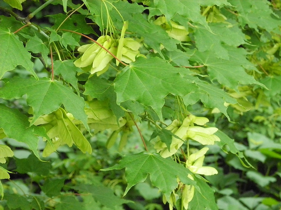 Image of Acer cappadocicum specimen.