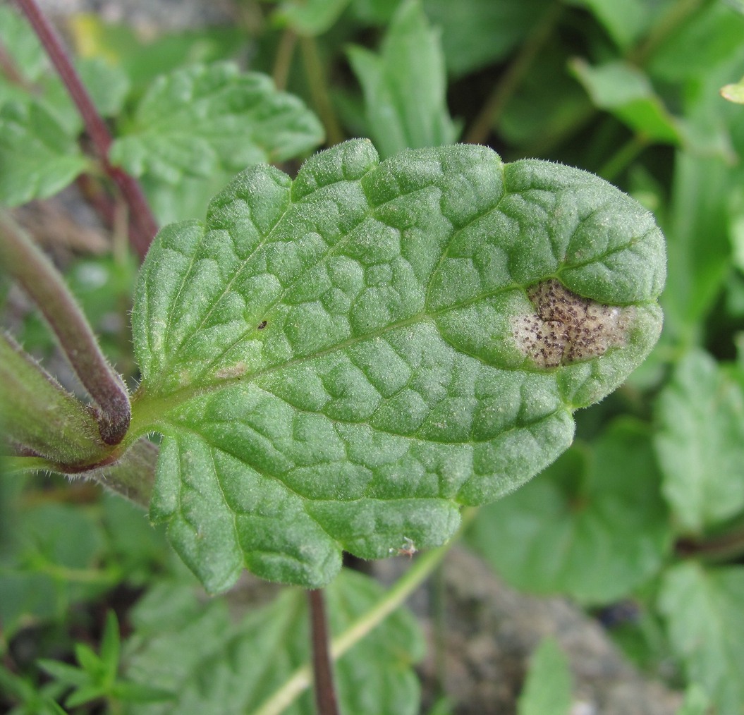 Image of Nepeta supina specimen.