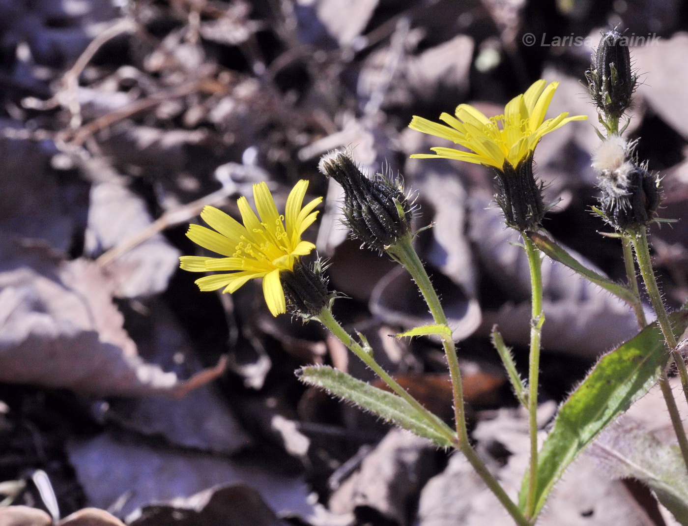 Image of Picris japonica specimen.