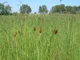 Typha laxmannii. Верхушки побегов с соплодиями. Иркутская обл., Усольский р-н, долина р. Китой, берег озера. 31.07.2018.