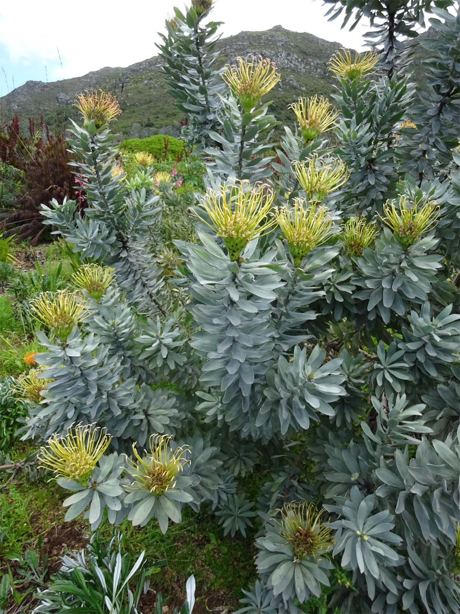 Изображение особи Leucospermum formosum.