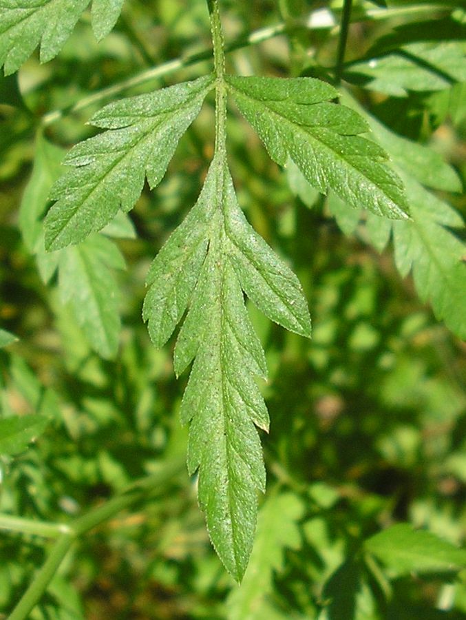 Изображение особи Torilis arvensis.