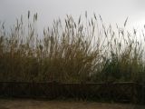 Смотреть изображение Arundo donax