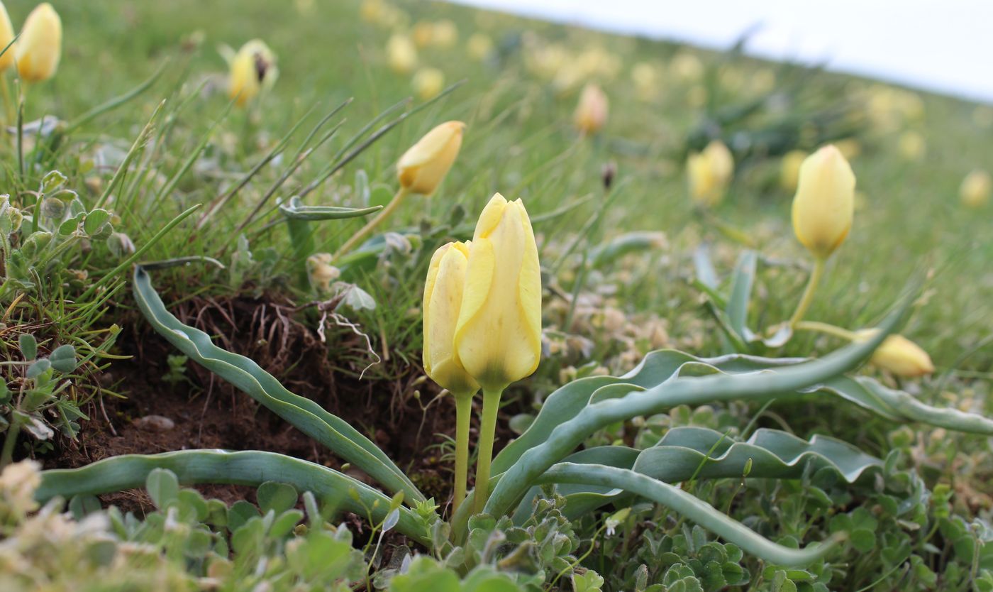 Image of Tulipa lemmersii specimen.