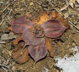 Goniolimon speciosum