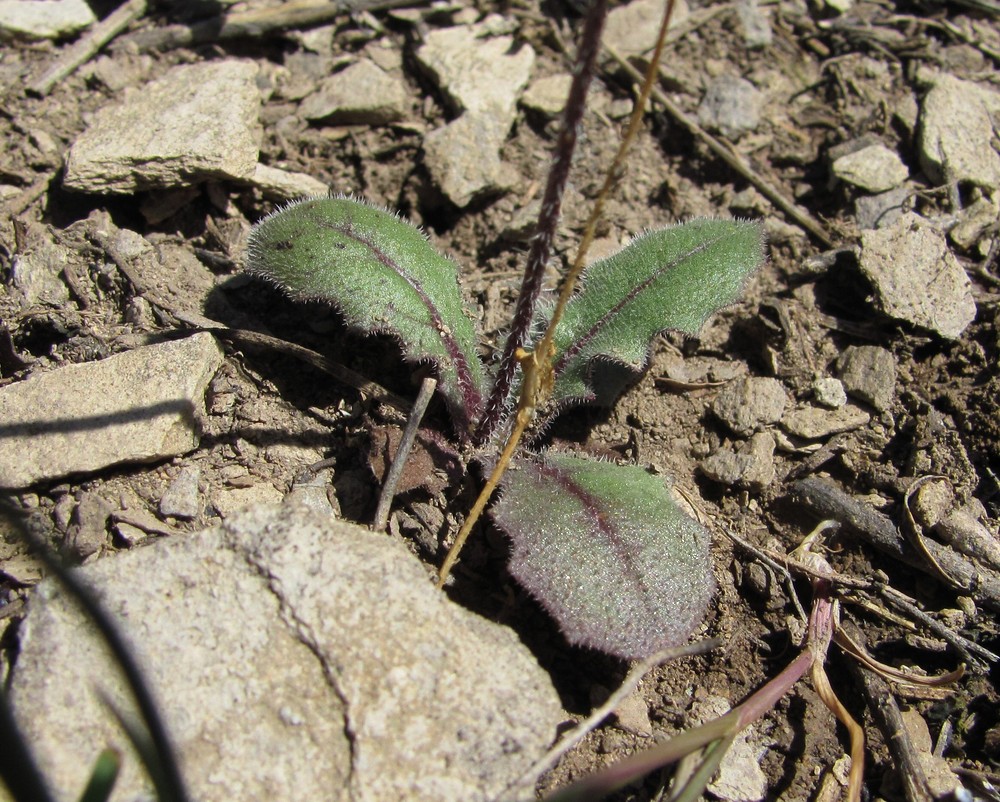 Image of Lagoseris sancta specimen.