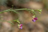 Lathyrus clymenum