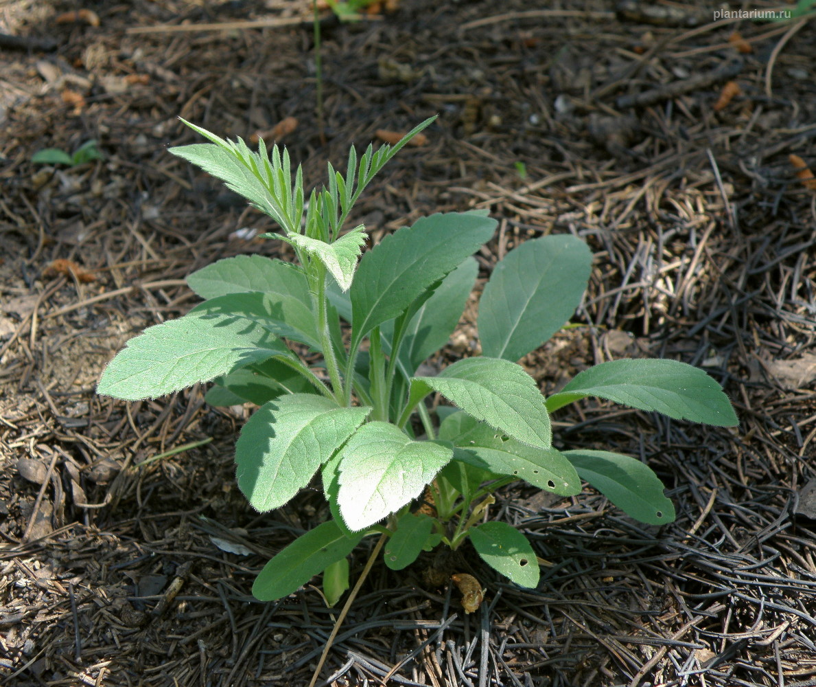 Изображение особи Scabiosa ochroleuca.