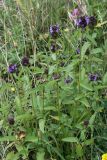 Prunella vulgaris