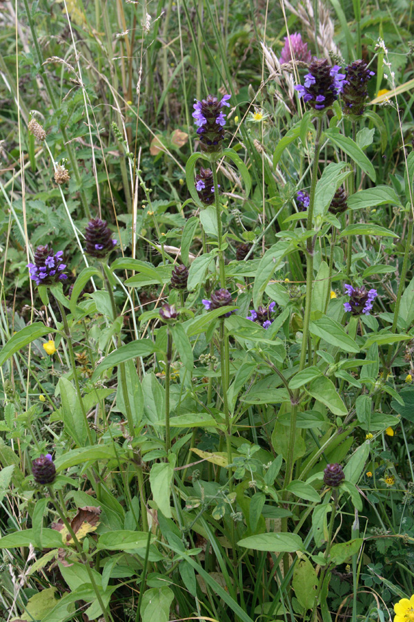 Image of Prunella vulgaris specimen.