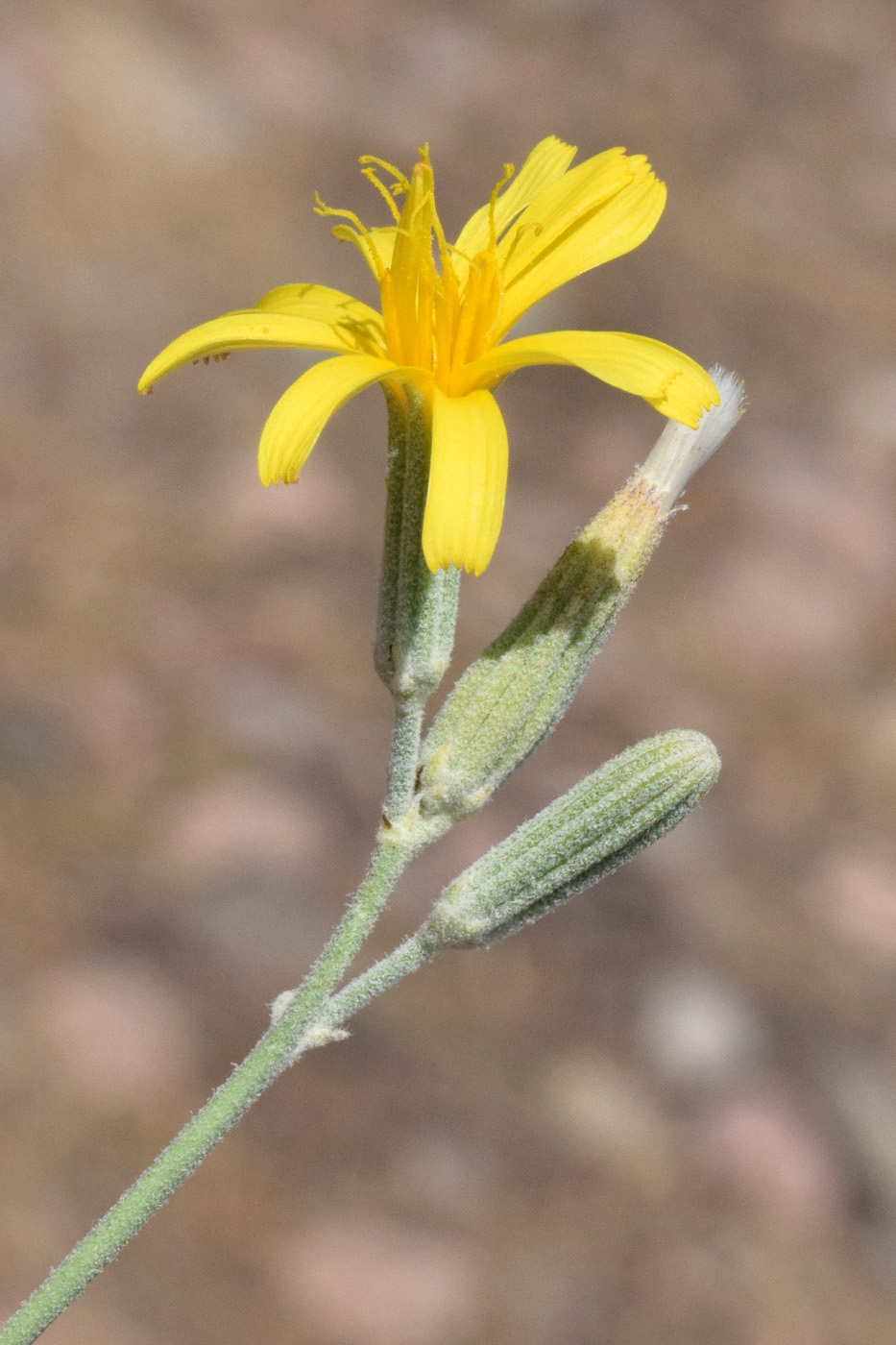 Изображение особи Chondrilla juncea.