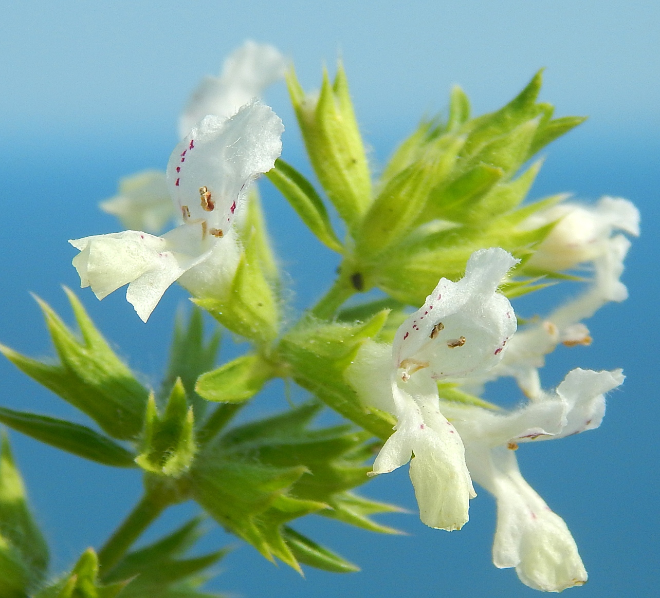 Изображение особи Stachys annua.