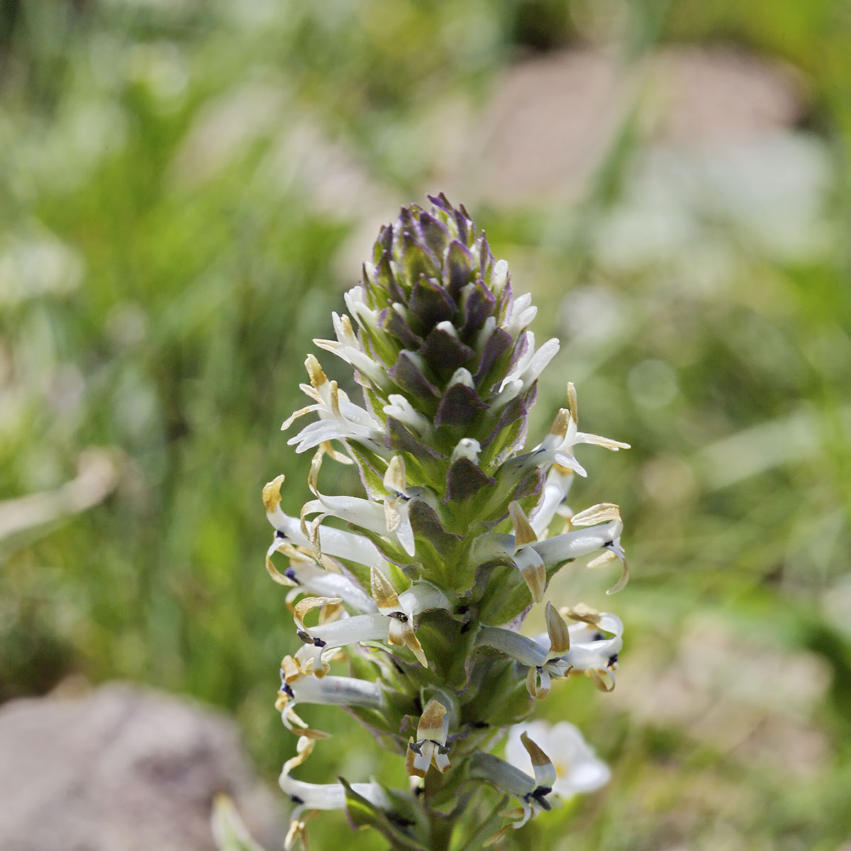 Изображение особи Lagotis integrifolia.