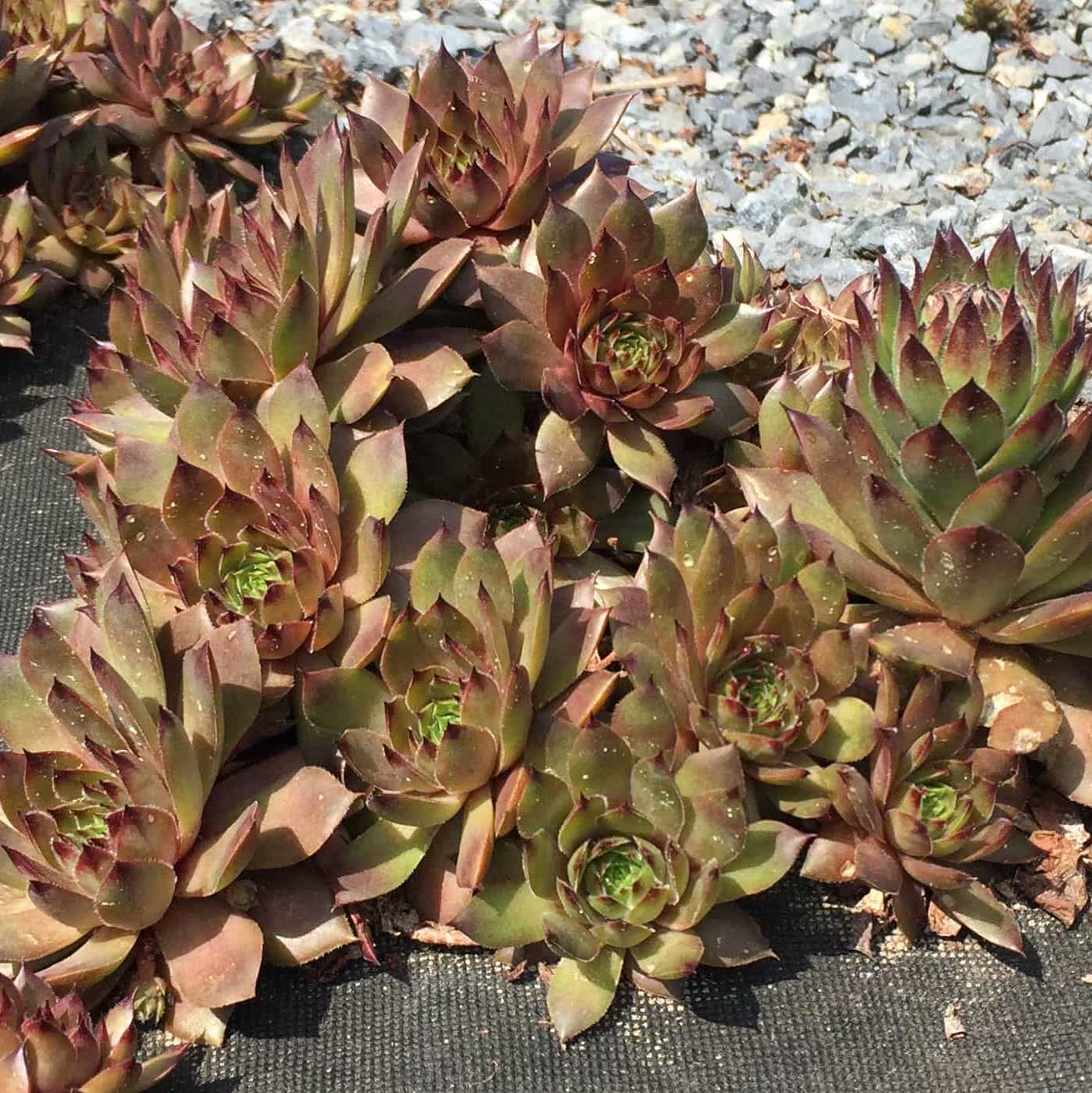 Изображение особи Sempervivum ruthenicum.