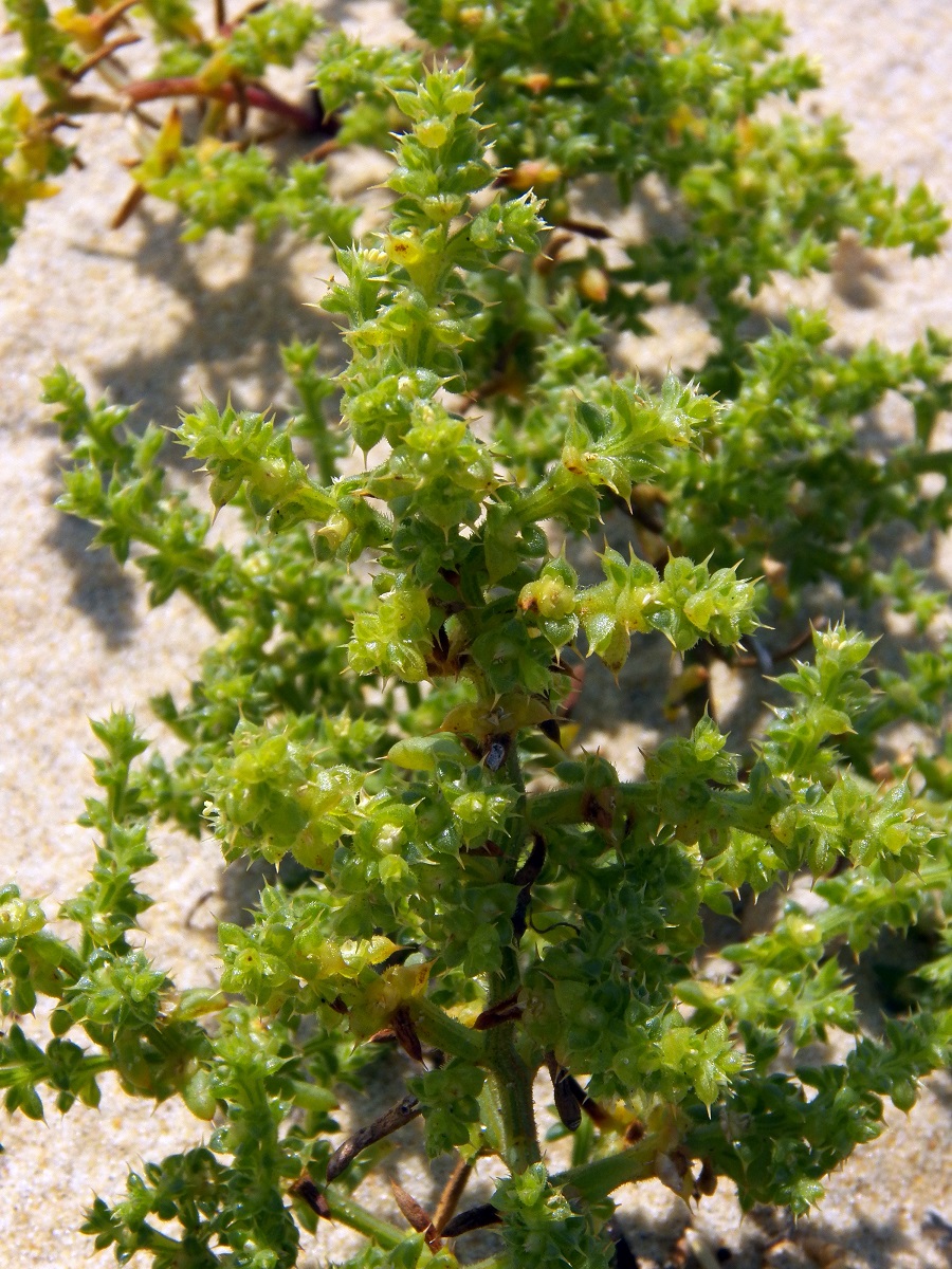 Image of Salsola kali specimen.