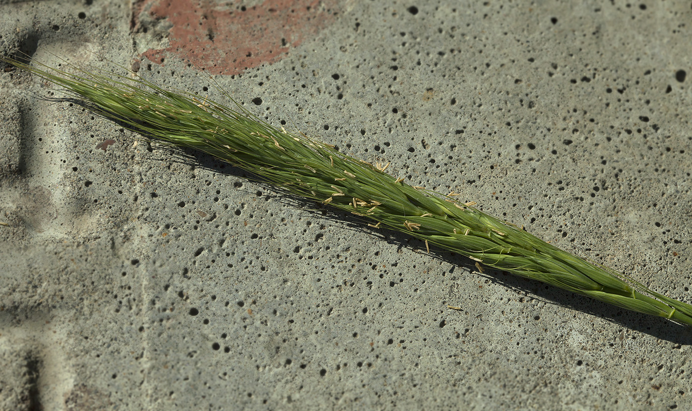 Image of Elymus excelsus specimen.