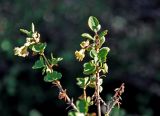 Lonicera microphylla. Верхушки побегов с соцветиями. Алтай, Кош-Агачский р-н, Курайская степь, окр. с. Курай, ≈ 1600 м н.у.м., степной склон. 11.06.2019.