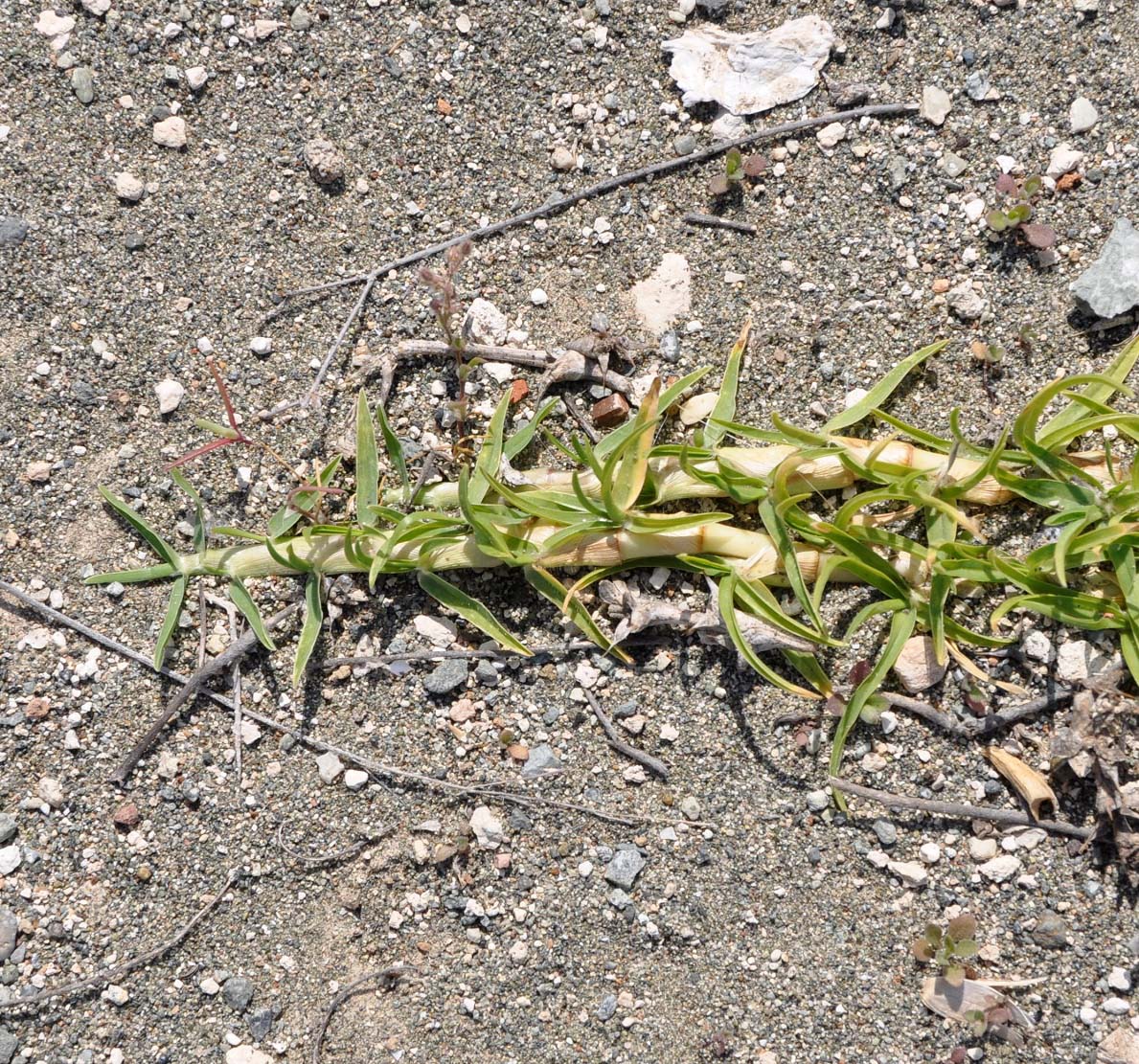 Image of familia Poaceae specimen.