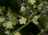 Fevillea cordifolia