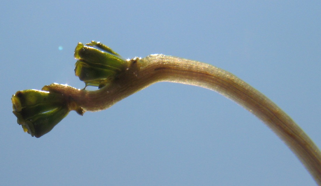 Изображение особи Ruppia spiralis.