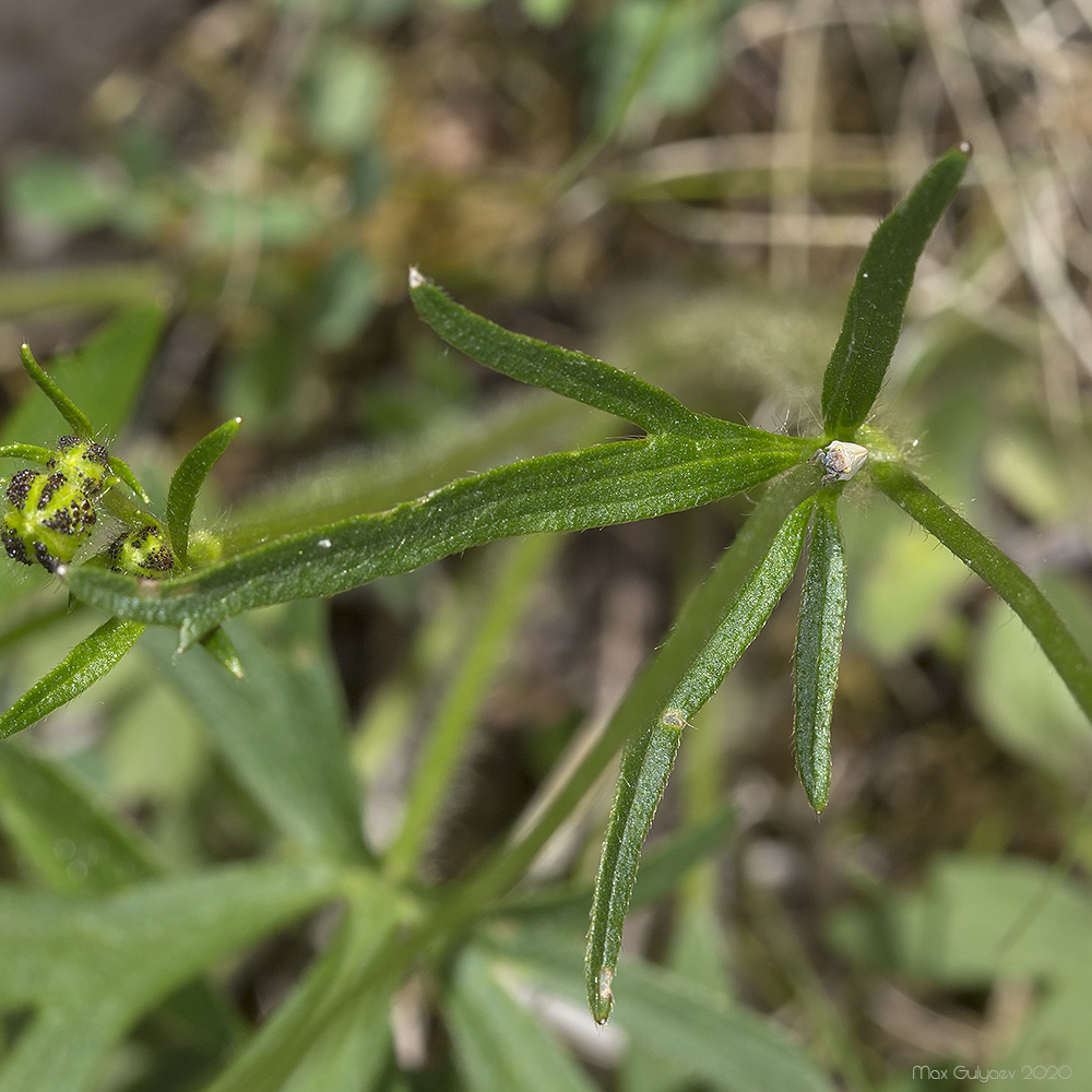 Image of Ranunculus polyanthemos specimen.