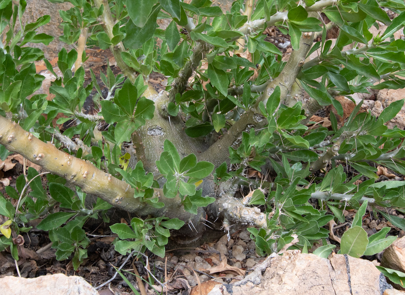 Изображение особи Pachypodium saundersii.