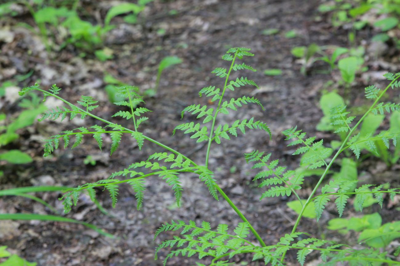 Изображение особи Pteridium pinetorum.