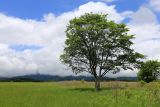 Ulmus japonica