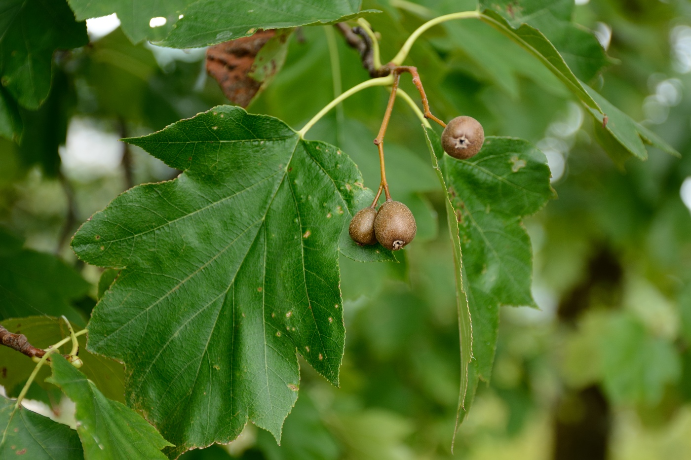 Image of Sorbus torminalis specimen.