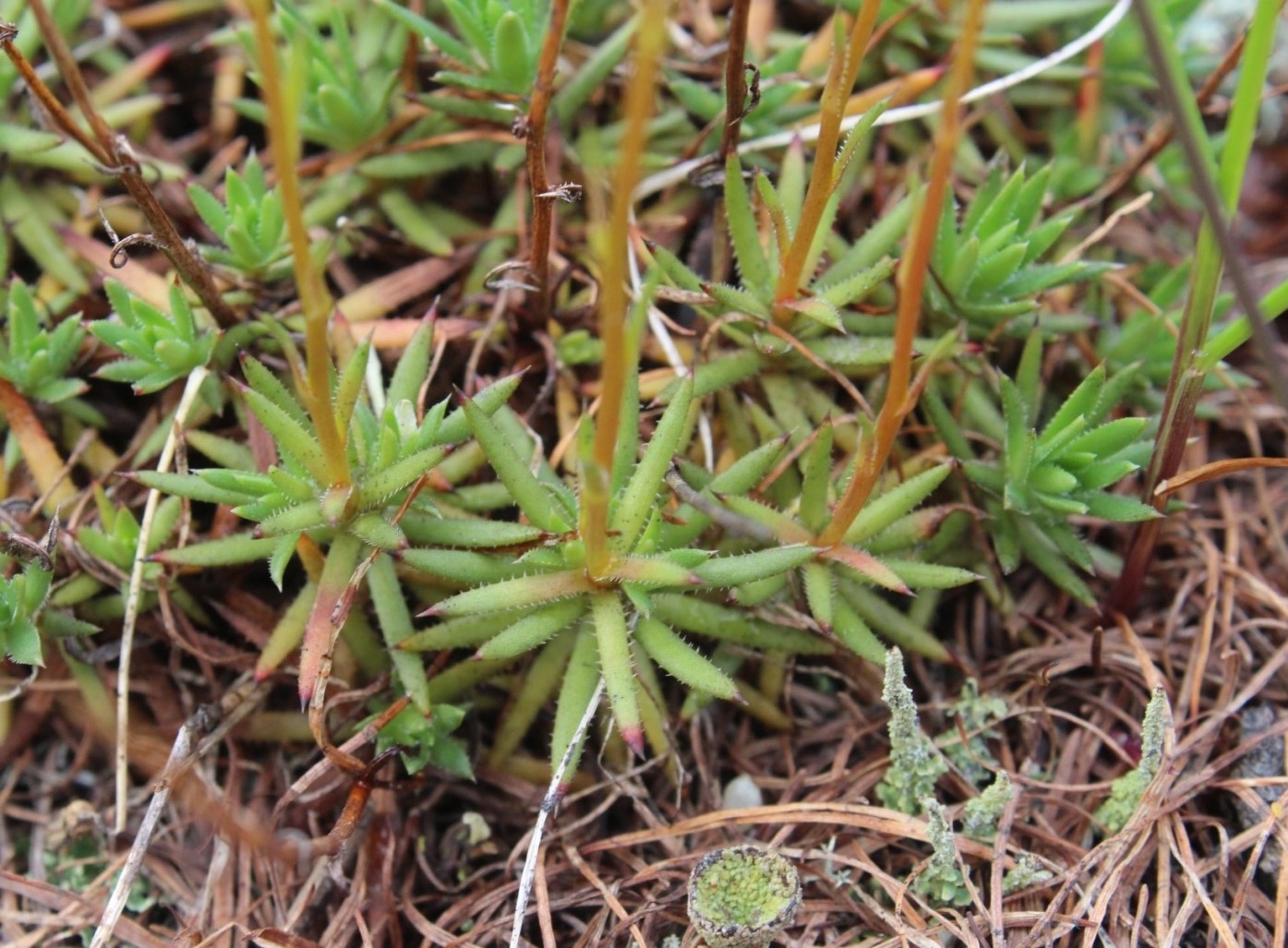 Изображение особи Saxifraga spinulosa.