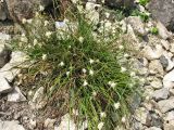 Carex baldensis. Цветущее растение. ФРГ, Нижняя Саксония, Ольденбург, ботанический сад Ольденбургского университета. 19 мая 2007 г.