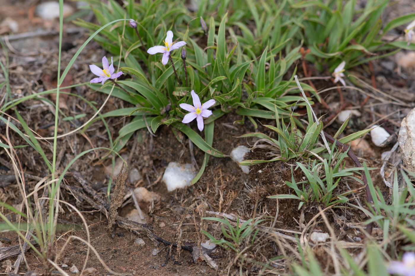 Изображение особи Xerophyta humilis.