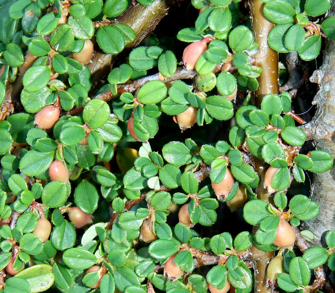 Image of Cotoneaster microphyllus specimen.